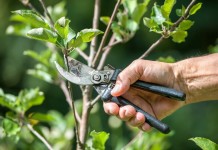 Основные ошибки при обрезке плодовых деревьев