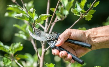 Основные ошибки при обрезке плодовых деревьев