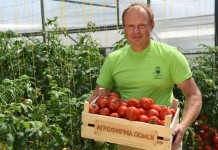 Урожай томатов селекции Агрофирмы ПОИСК.
