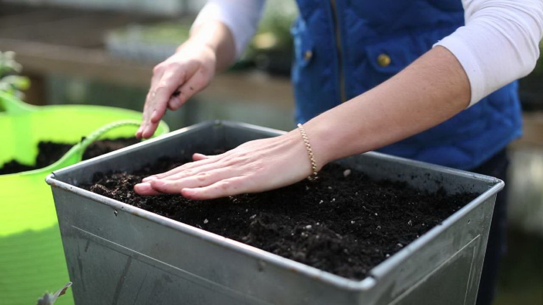 Почва для рассады: как обеззаразить, способы, правила, пошаговая инструкция, фото