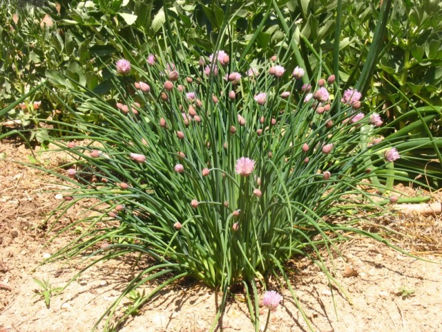 Куст шнитт-лука во время цветения