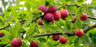 Алыча, или Слива растопыренная, или Слива вишненосная (Prunus cerasifera)