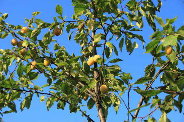 Плоды алычи сорта Злато скифов на дереве