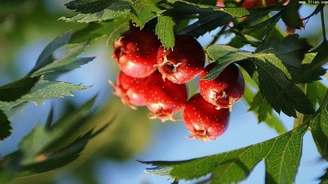 Листья и ягоды боярышника перистонадрезанного