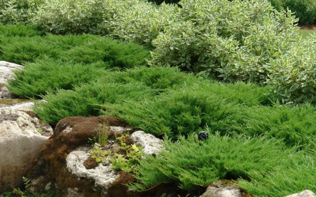 Можжевельник распростёртый, или горизонтальный "Принц Уэльский" (Juniperus horizontalis 'Prince of Wales')
