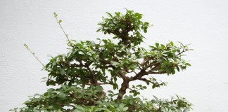 Бирючина китайская (Ligustrum sinense)