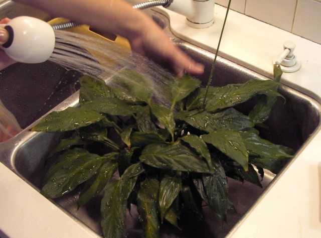 Мытьё листьев комнатных растений под душем