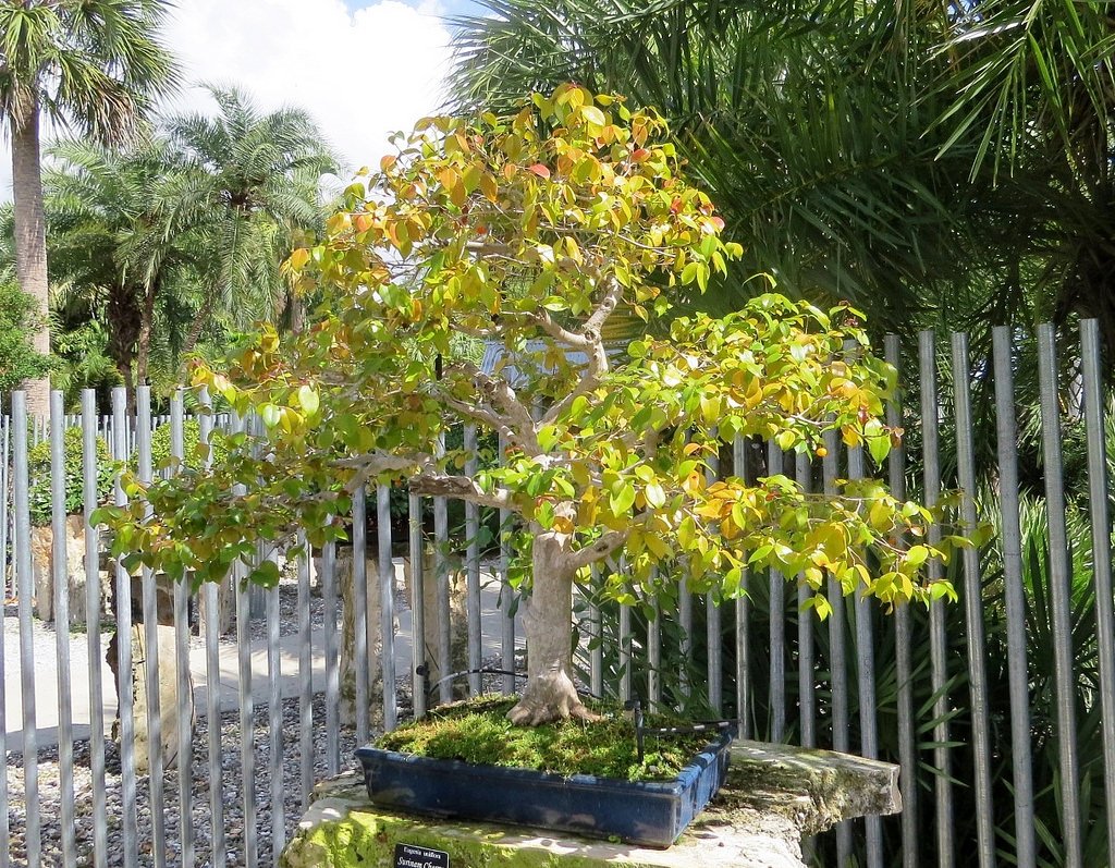 Евгения — изящная и скромная суринамская вишня. Питанга. Уход в домашнихусловиях. Фото — Ботаничка