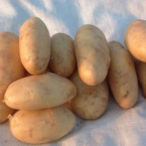 Сорт картофеля для Волго-Вятского региона - Алиса
