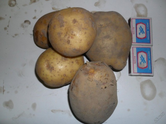 Сорт картофеля для Восточно-Сибирского региона - Арамис