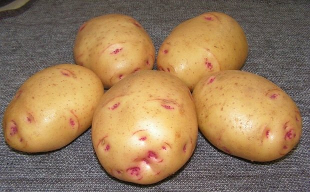 Сорт картофеля для Западно-Сибирского региона - Барон