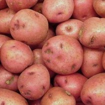 Сорт картофеля для Уральского региона - Башкирский