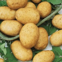 Сорт картофеля для Уральского региона - Горняк