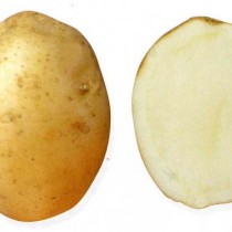 Сорт картофеля для Северо-Кавказского региона - Горянка