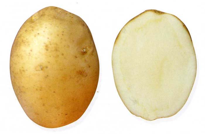 Картофель сорта горняк фото и описание