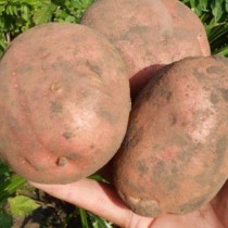 Сорт картофеля для Западно-Сибирского региона - Ирбитский