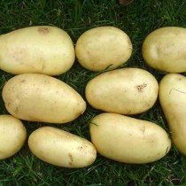 Сорт картофеля для Центрального региона - Айл оф Джура