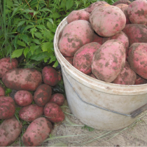 Сорт картофеля для Западно-Сибирского региона - Каменский