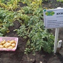 Сорт картофеля для Уральского региона - Кузовок