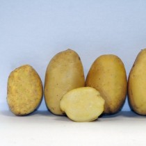 Сорт картофеля для Средневолжского региона - Вершининский