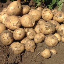 Сорт картофеля для Уральского региона - Воларе