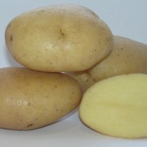 Сорт картофеля для Центрально-Черноземного региона - Вымпел