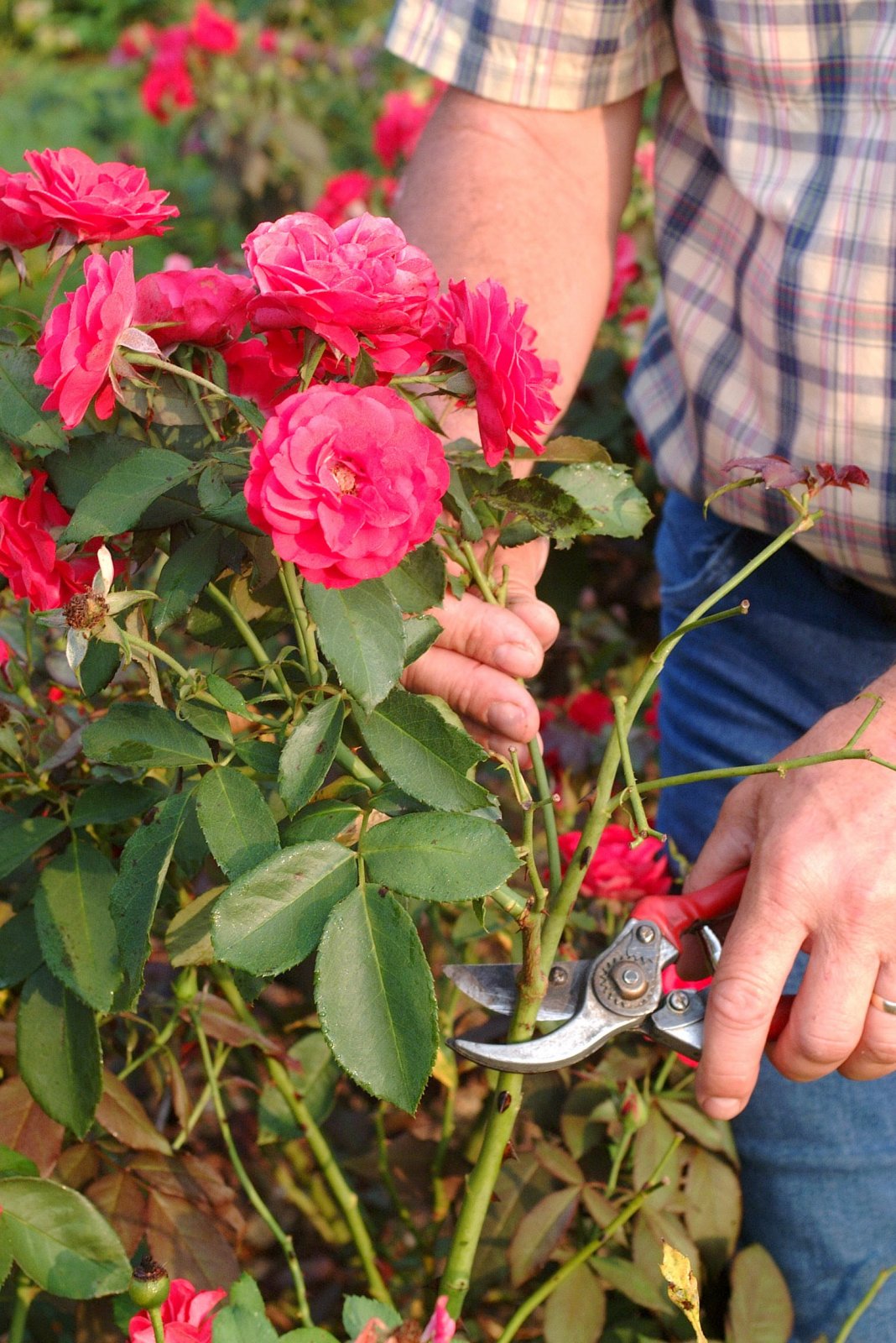 Особенности обрезки плетистых роз на зиму