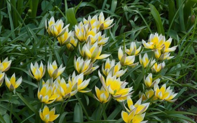 Тюльпан поздний (Tulipa tarda)