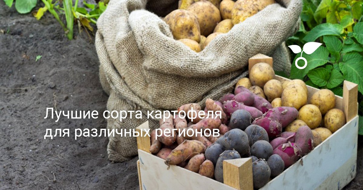Лучшие сорта картофеля для различных регионов. Описание, характеристики,фото — Ботаничка