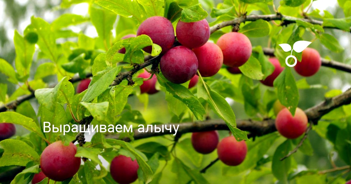 Сорта алычи для выращивания на Урале