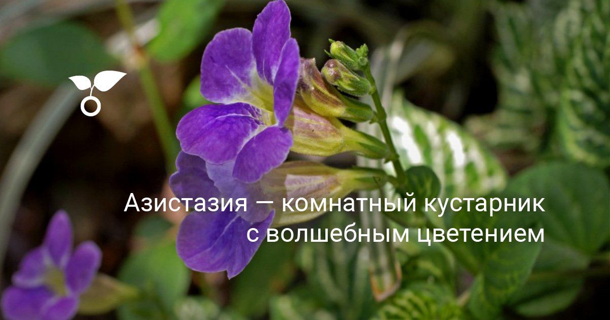 Азистазия — комнатный кустарник с волшебным цветением. Уход в домашних ...