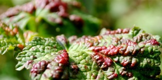 Признаки поражения галловой тлёй на листьях смородины