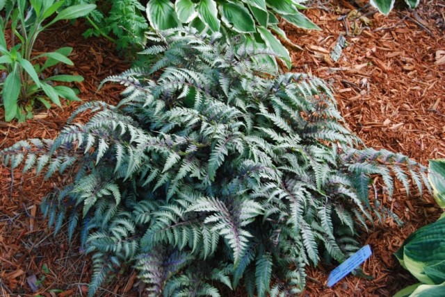 Кочедыжник ниппонский (Anisocampium niponicum, ранее Athyrium niponicum)