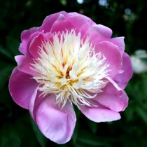 Пион травянистый «Боул оф Бьюти» (Paeonia 'Bowl of Beauty'). Форма цветка анемоновидная