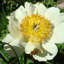 Пион травянистый «Клэр де Лун» (Paeonia 'Claire de Lune'). Форма цветка немахровая