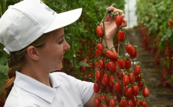 Самые вкусные томаты от агрохолдинга ПОИСК!