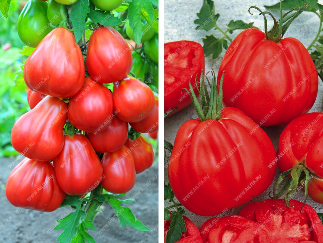 Лучшие сорта томатов для любой погоды — Ботаничка