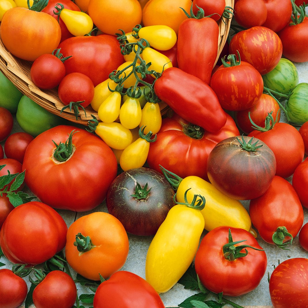 Самые вкусные урожайные томаты