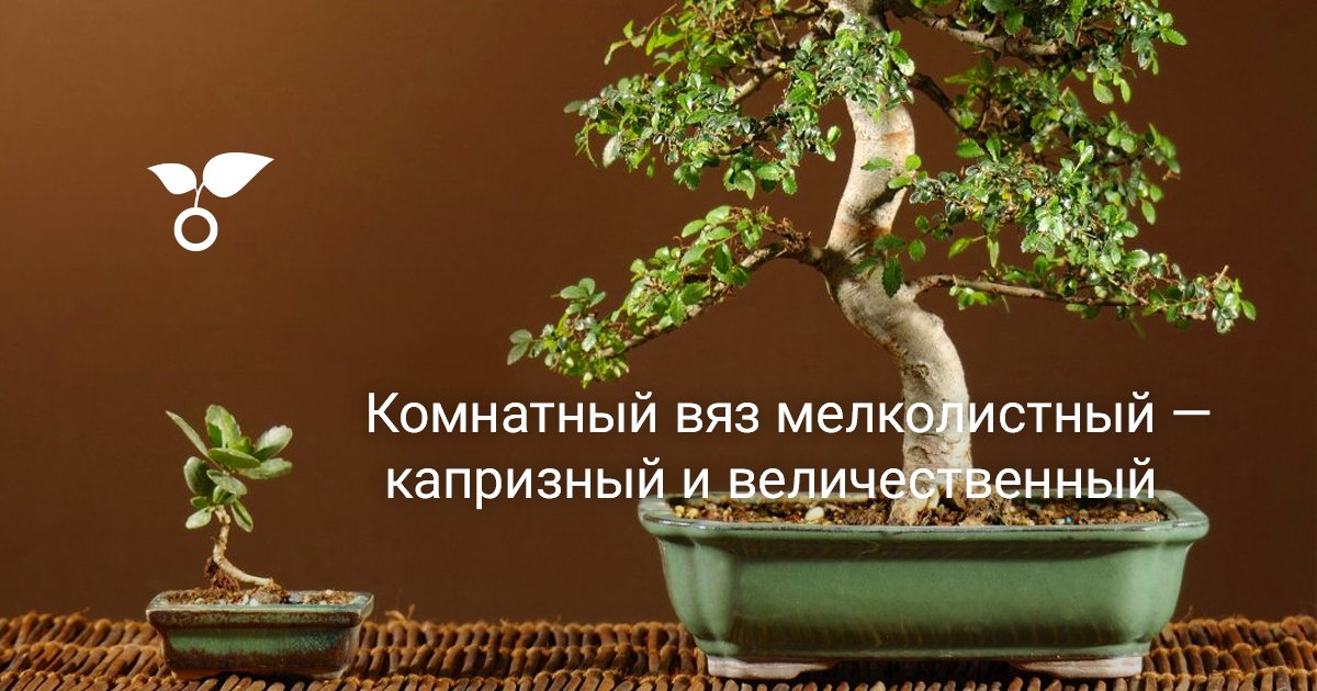 Карликовые деревья: бонсай вяз, бонсай фикус - Фермер Без Хлопот