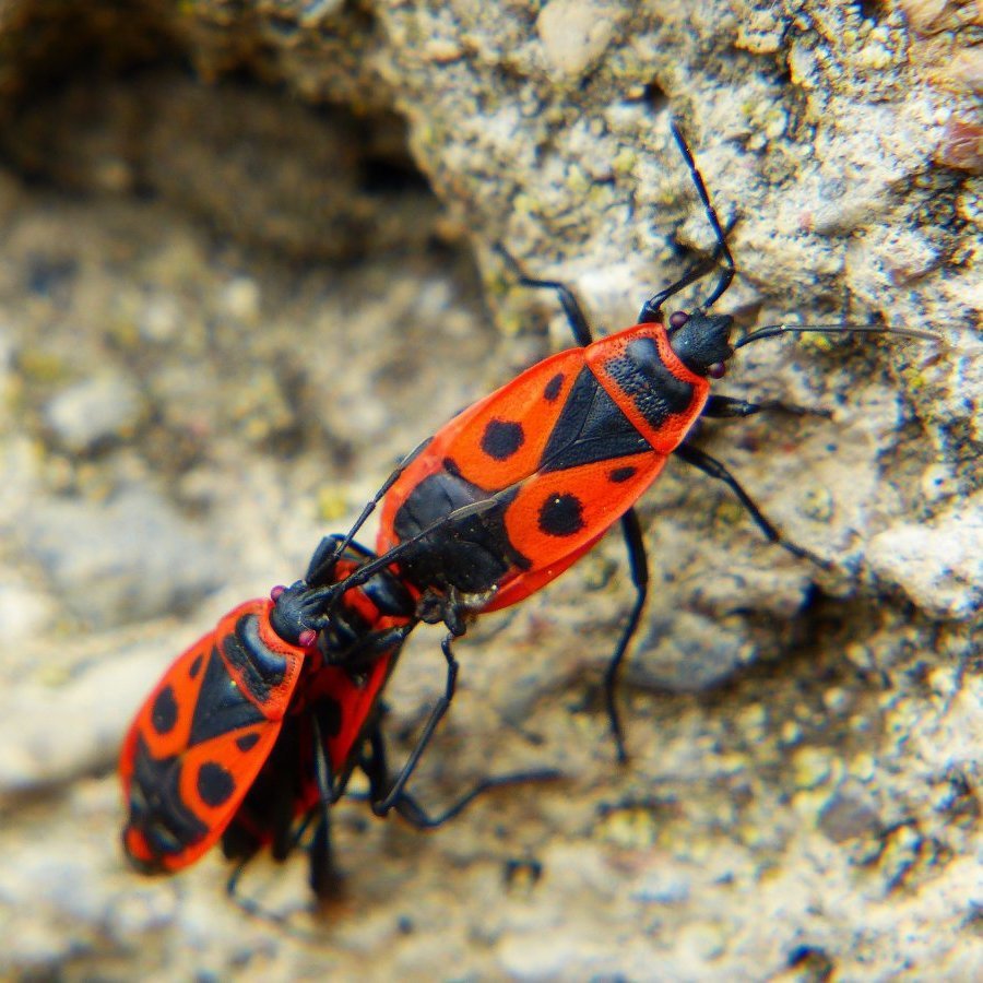 Чего боятся мухи и как от них избавиться