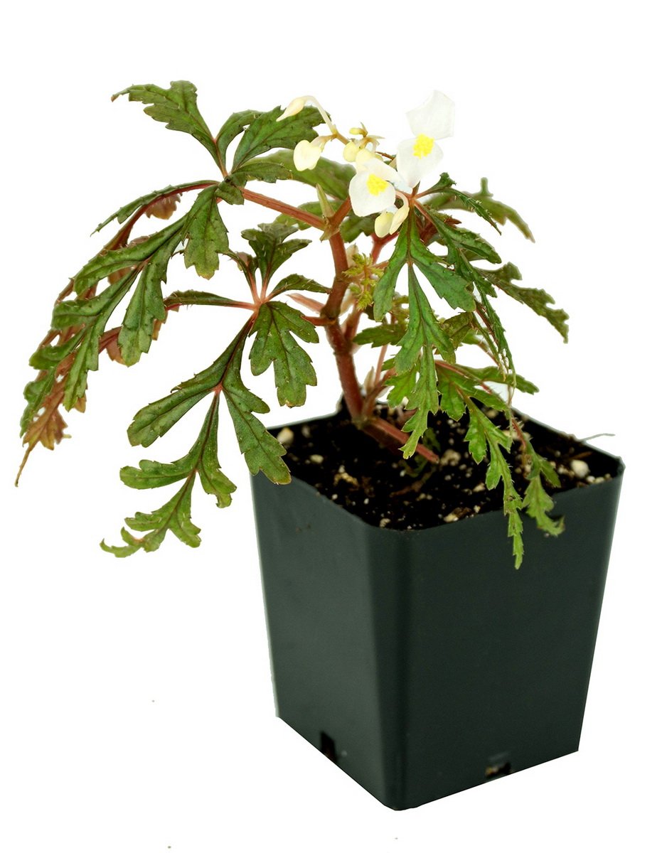 Begonia-polilloensis-2