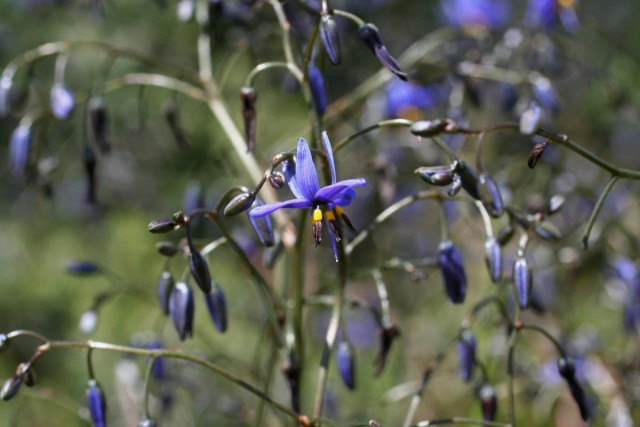 Дианелла голубая (Dianella caerulea)