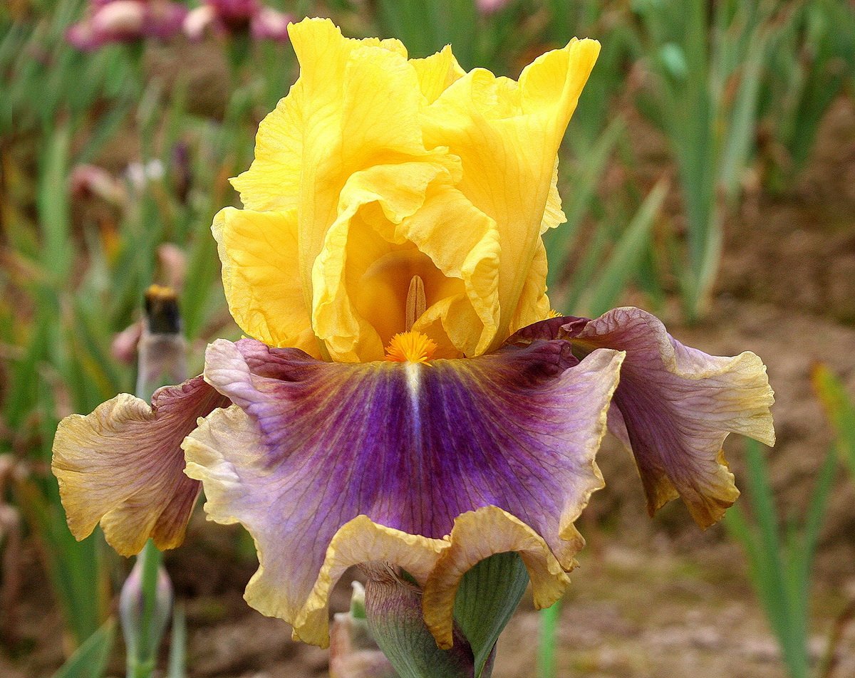 Iris-In-Living-Color-1