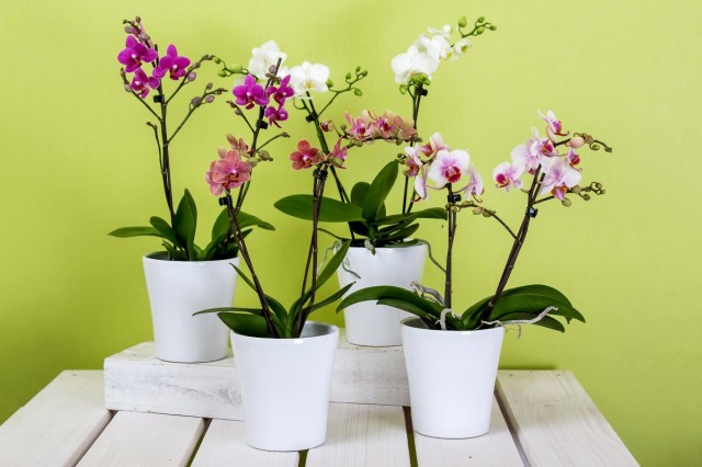 Jak udržet orchidej kvetoucí