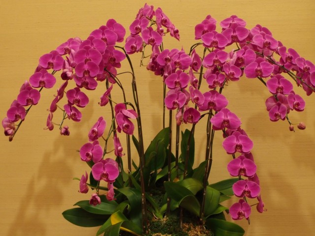 Как продлить цветение орхидеи