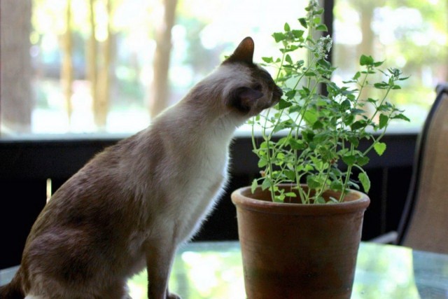 Кошка объедает комнатное растение