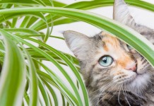 Как защитить комнатные растения от кошки?