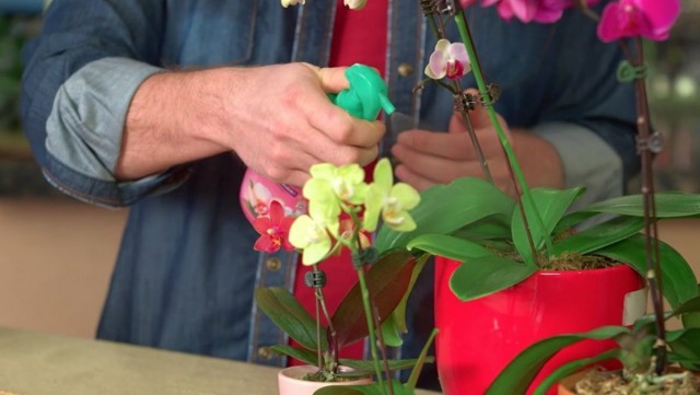 Внекорневая подкормка комнатных орхидей специальным жидким удобрением