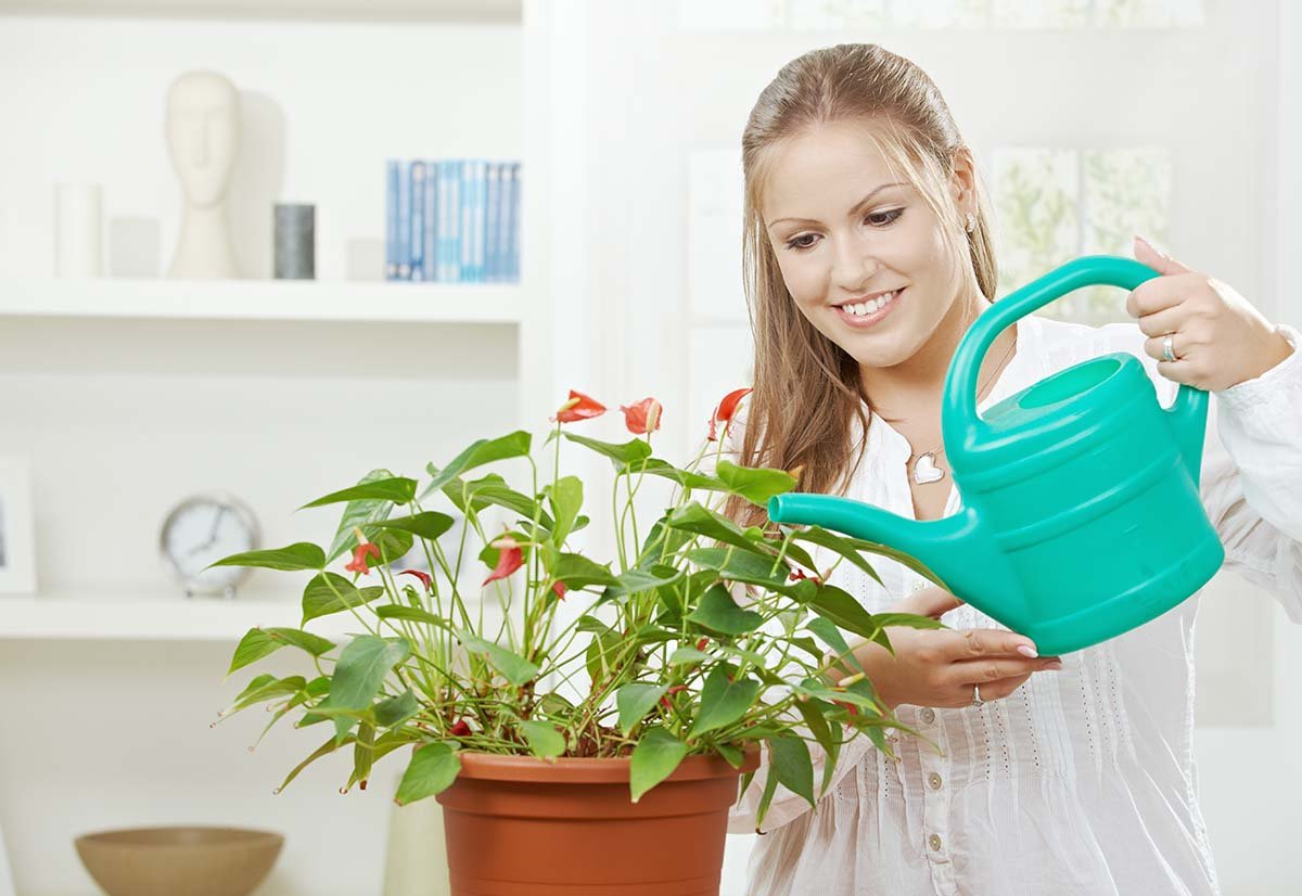 Чем поливать комнатные цветы для быстрого роста?