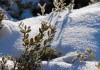Вечнозеленый декоративный кустарник, плохо укрытый снегом